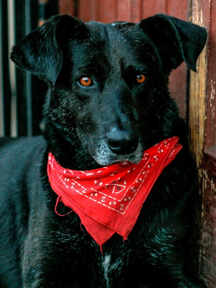 Chile. Valparaíso: El compa perro “Mata Paco”
