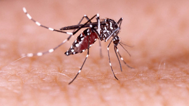 Un desarrollo nacional permitiría detectar criaderos de mosquitos que trasmiten el dengue