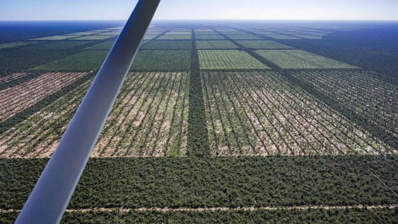 De madrugada, la Legislatura de Chaco habilitó el desmonte de más de un millón de hectáreas de bosque nativo