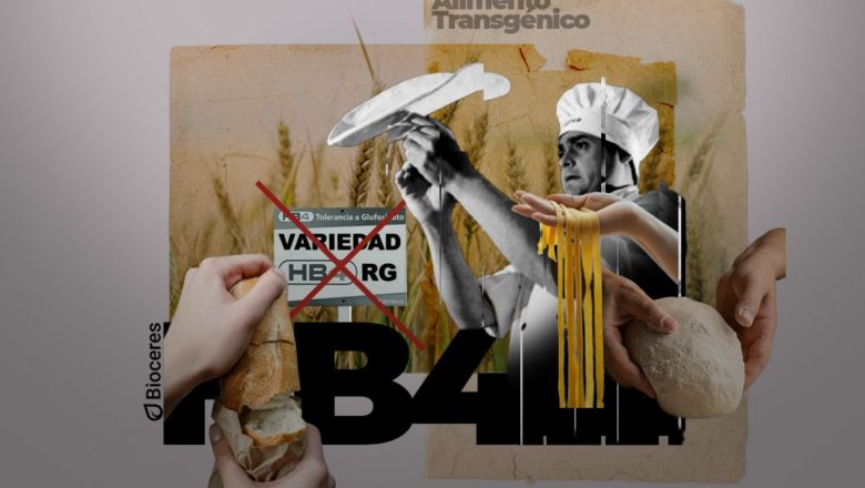 Pan con transgénicos y agrotóxicos: rechazado por las grandes alimenticias, el trigo HB4 se consume en panaderías y minoristas