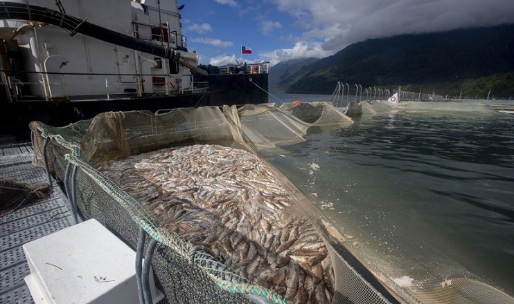 Acusan graves impactos en la Patagonia de Chile a causa de empresas salmoneras extranjeras