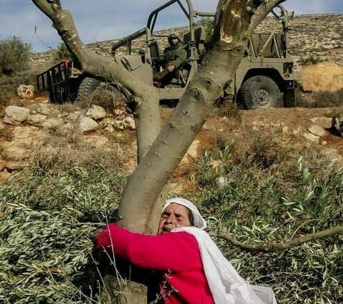 Palestina: Defender la vida es proteger los olivares y sus comunidades