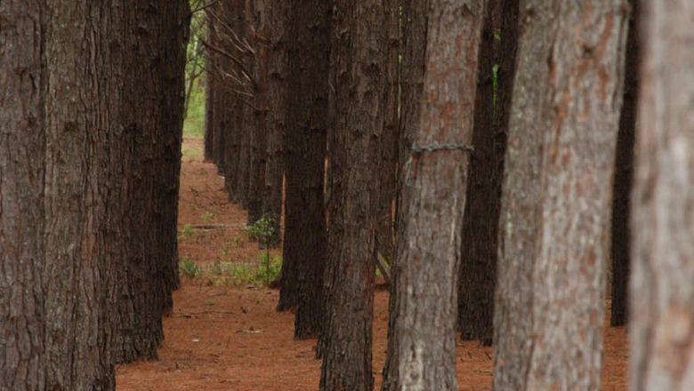 RIGI en Misiones: “un modelo que no respeta ni a las personas ni a la naturaleza”