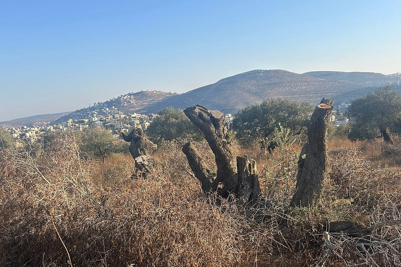 Olivos talados por colonos israelíes en la aldea palestina de Qaryut, en el norte de Cisjordania ocupada. (Ghassan Al-Mousa)