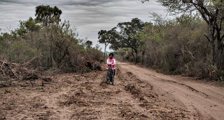 “Están generando un ordenamiento territorial que permitiría el desmonte de 700 mil hectáreas de bosque nativo”