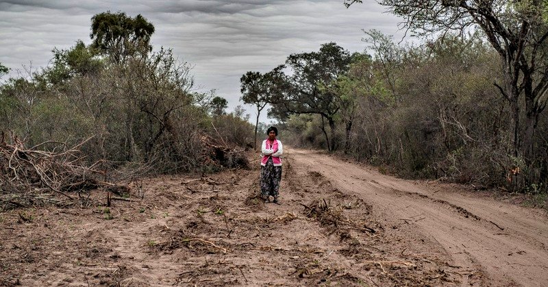 “Están generando un ordenamiento territorial que permitiría el desmonte de 700 mil hectáreas de bosque nativo”