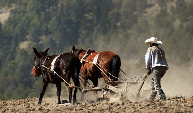 México: 6 millones de campesinos en pobreza extrema 