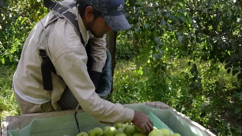 Río Negro: Corrupción y explotación rural, dictadura patronal