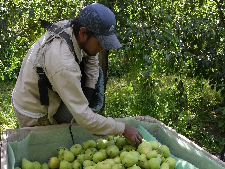 Río Negro: Corrupción y explotación rural, dictadura patronal