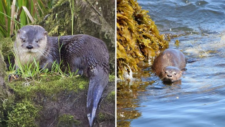 Alertan sobre peligro de extinción del huillín y chungungo: Industria acuícola en Chile en la mira