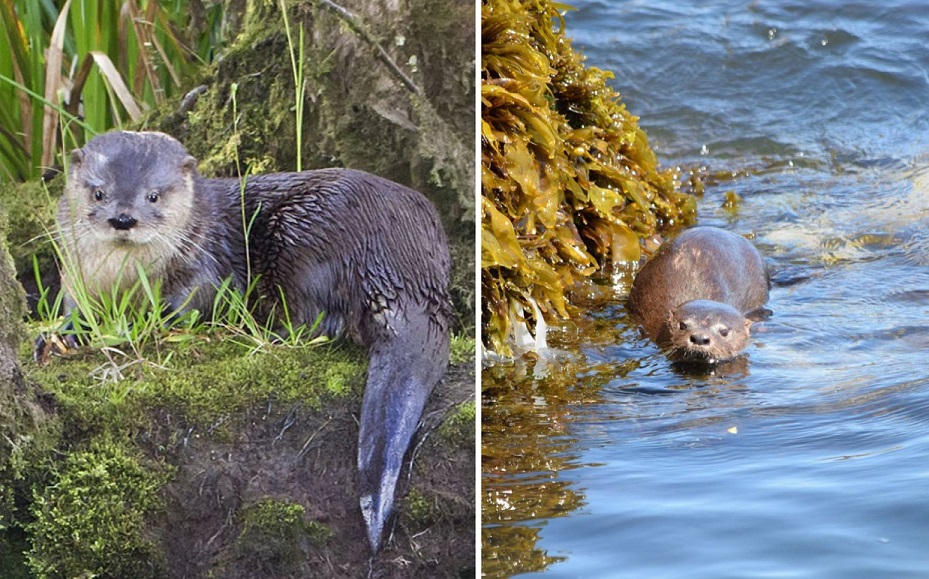 Alertan sobre peligro de extinción del huillín y chungungo: Industria acuícola en Chile en la mira