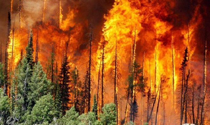 Investigadoras advierten por peligros en la Patagonia: “Los pinos aumentan la intensidad de los incendios”