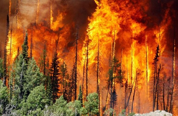 Investigadoras advierten por peligros en la Patagonia: “Los pinos aumentan la intensidad de los incendios”