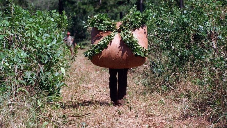 Yerba mate: cae 50 millones de kilos la elaboración en marzo
