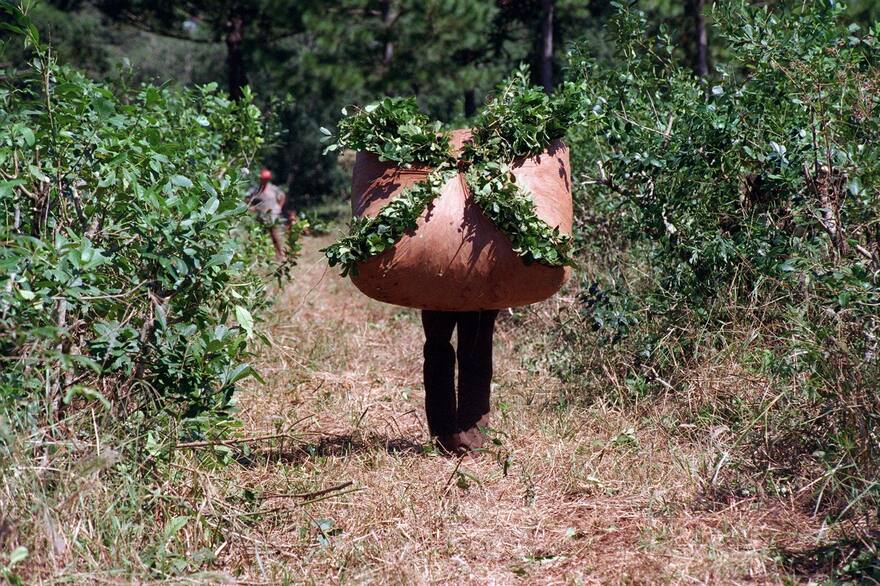 Yerba mate: cae 50 millones de kilos la elaboración en marzo