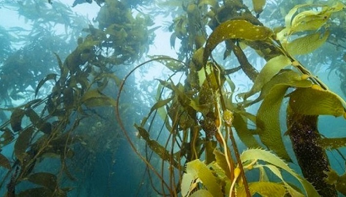 Estudio revela que más de la mitad de los bosques de algas podría desaparecer de las costas de Chile y Perú para 2050